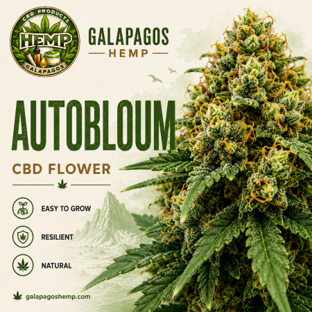 AUTOBLOUM - HYBRID