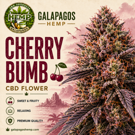 CHERRY BUMB - HYBRID