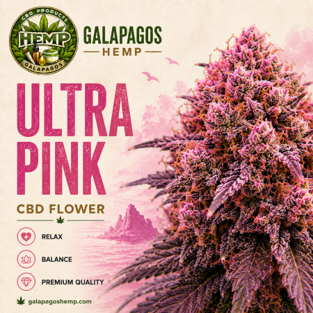 ULTRA PINK - HYBRID
